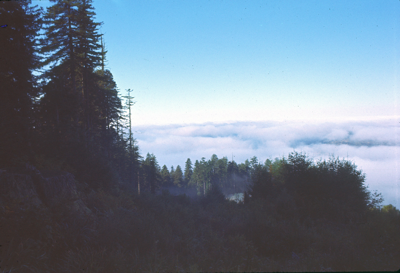 72-10-01, 007, Redwood Forest, California