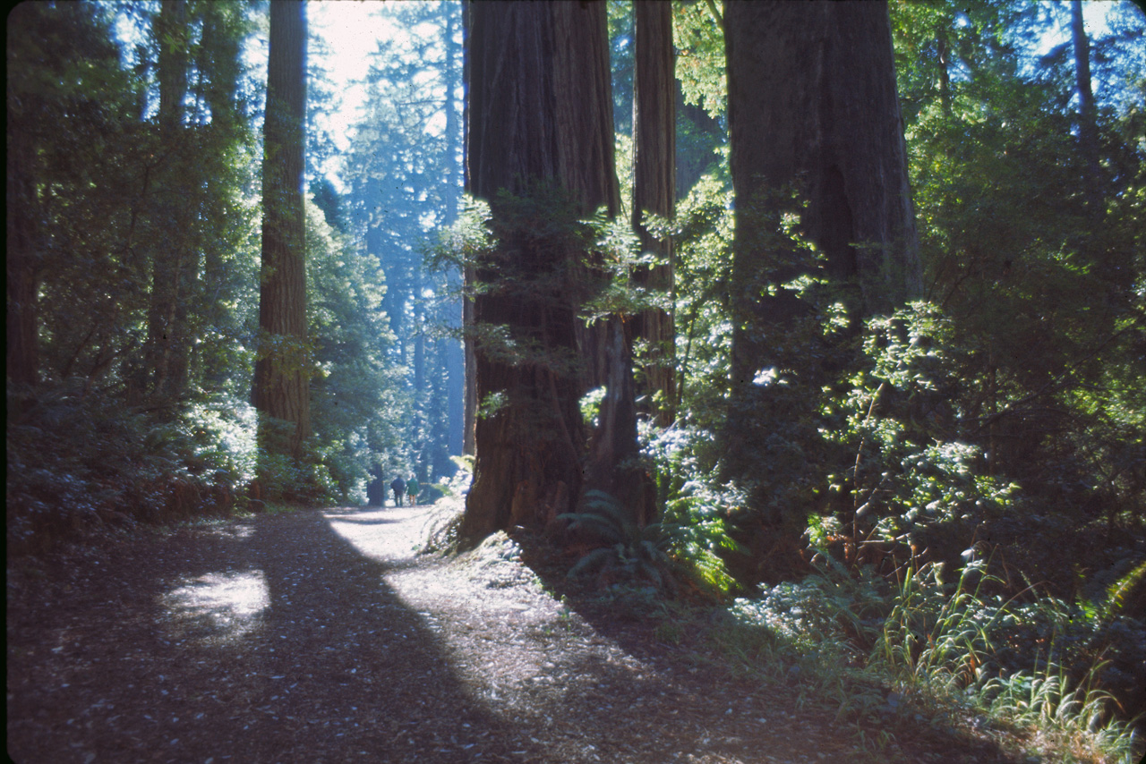 72-10-01, 010, Redwood Forest, California