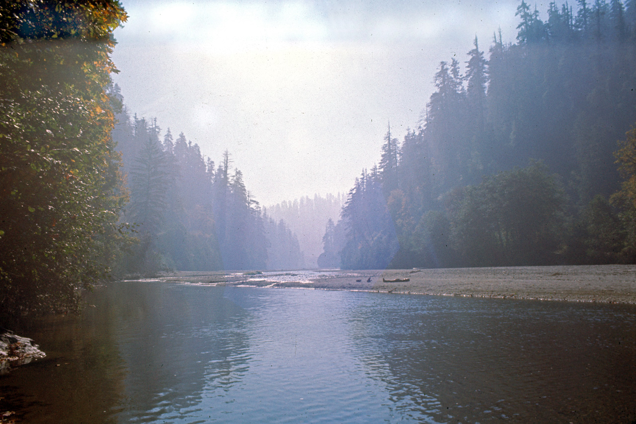 72-10-01, 011, Redwood Forest, California