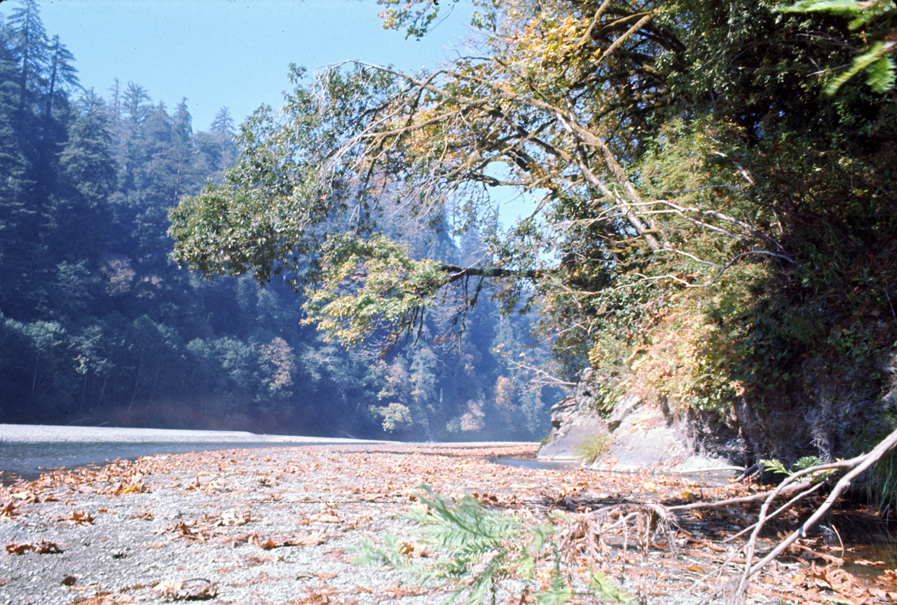 72-10-01, 012, Redwood Forest, California