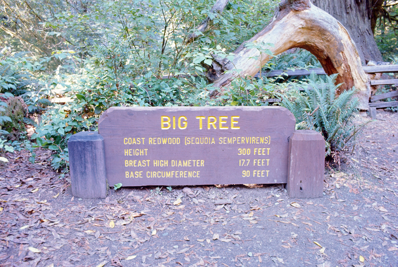 72-10-01, 013, Redwood Forest, California