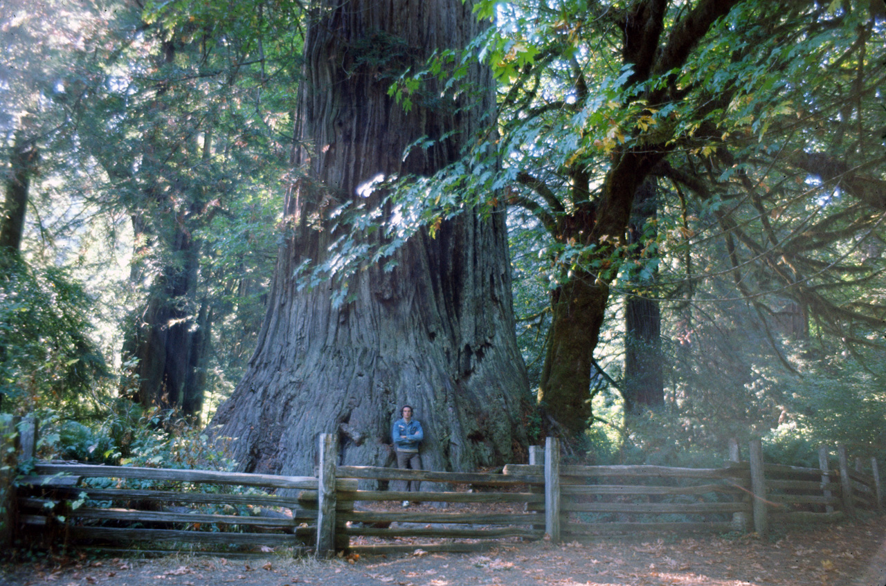 72-10-01, 014, Redwood Forest, California