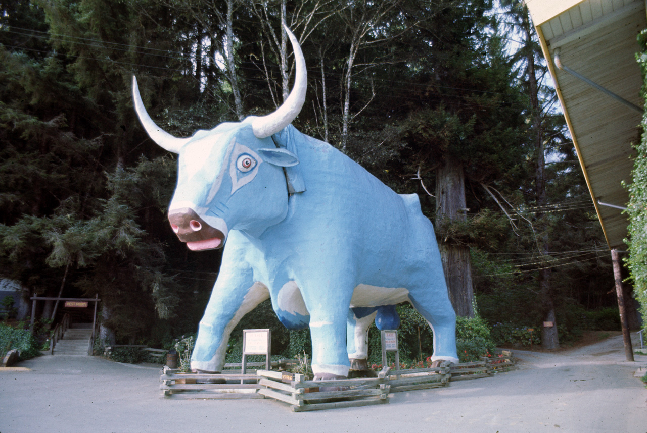 72-10-01, 016, Redwood Forest, California