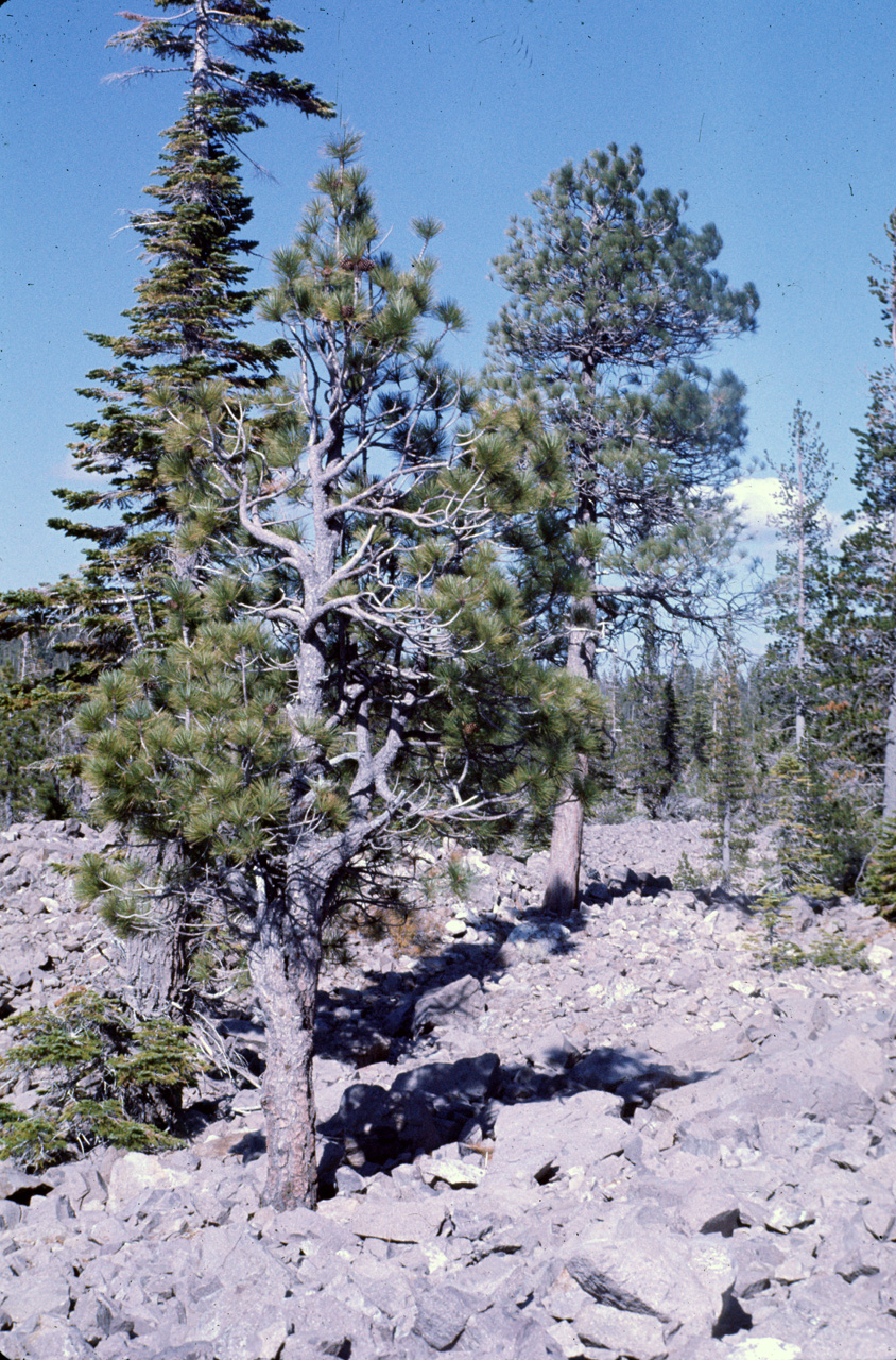 72-10-01, 062, Lassen Volcanic National Park, California