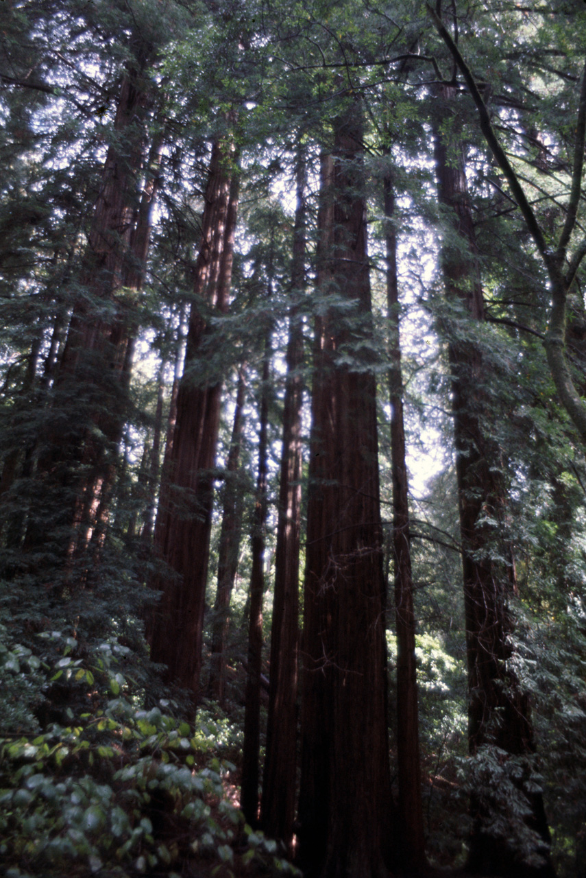 72-10-01, 078, Muir Woods National Monument, California