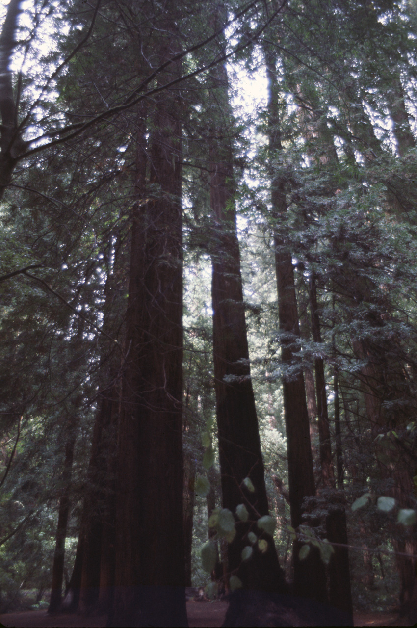 72-10-01, 079, Muir Woods National Monument, California