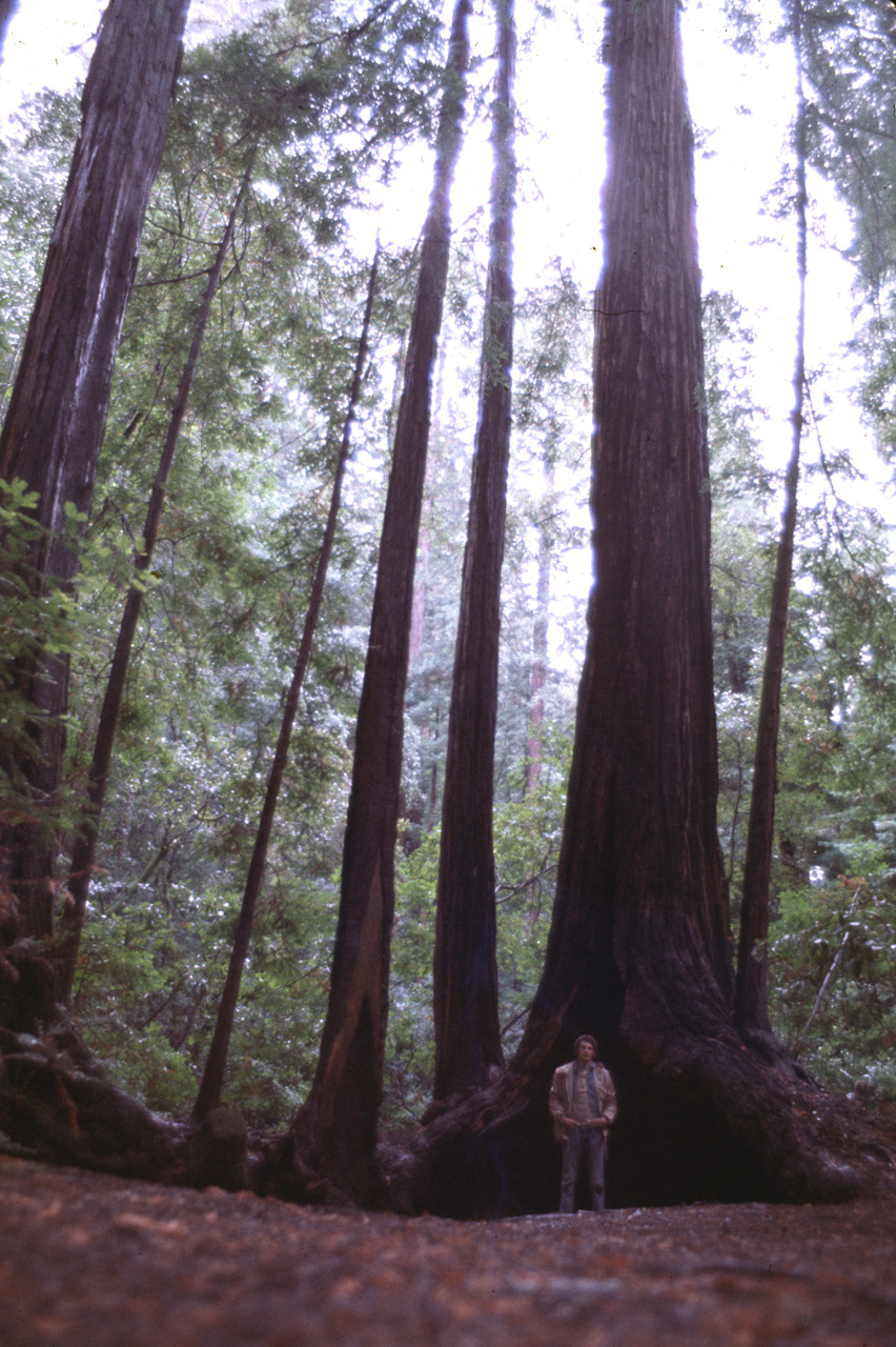 72-10-01, 080, Muir Woods National Monument, California