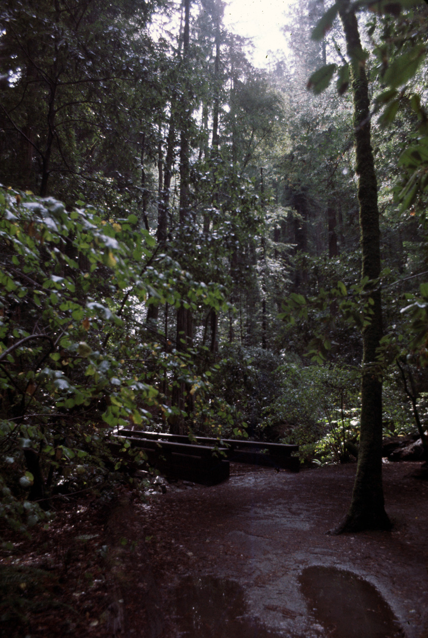 72-10-01, 081, Muir Woods National Monument, California