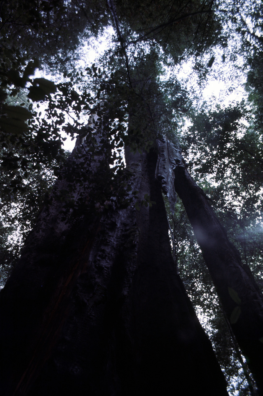 72-10-01, 083, Portola State Park, California