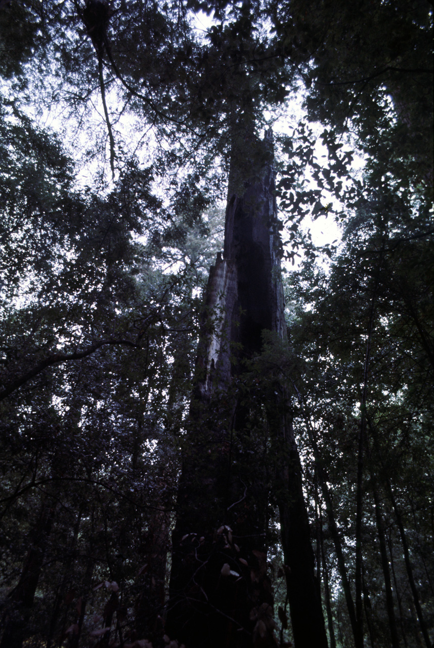 72-10-01, 085, Portola State Park, California