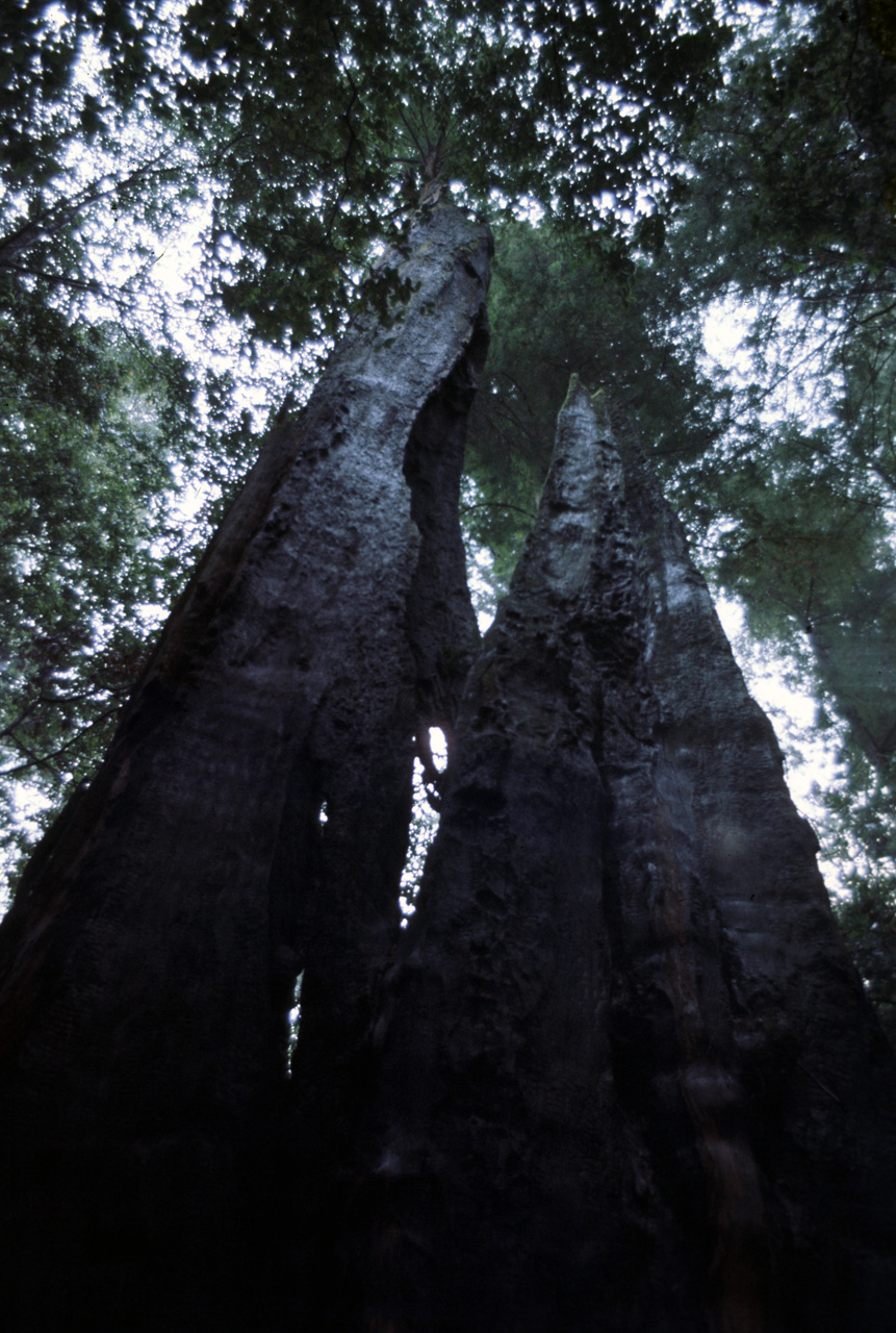 72-10-01, 086, Portola State Park, California