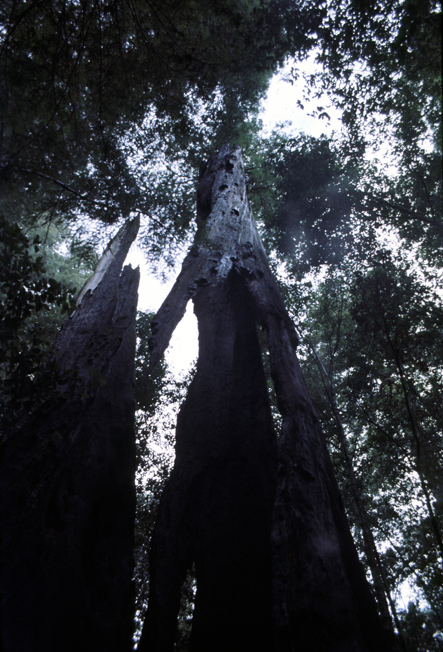 72-10-01, 087, Portola State Park, California