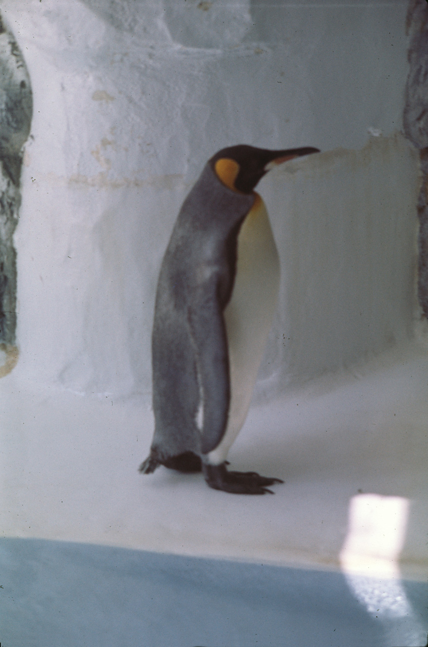 72-10-01, 092, San Deigo Zoo, San Deigo, California