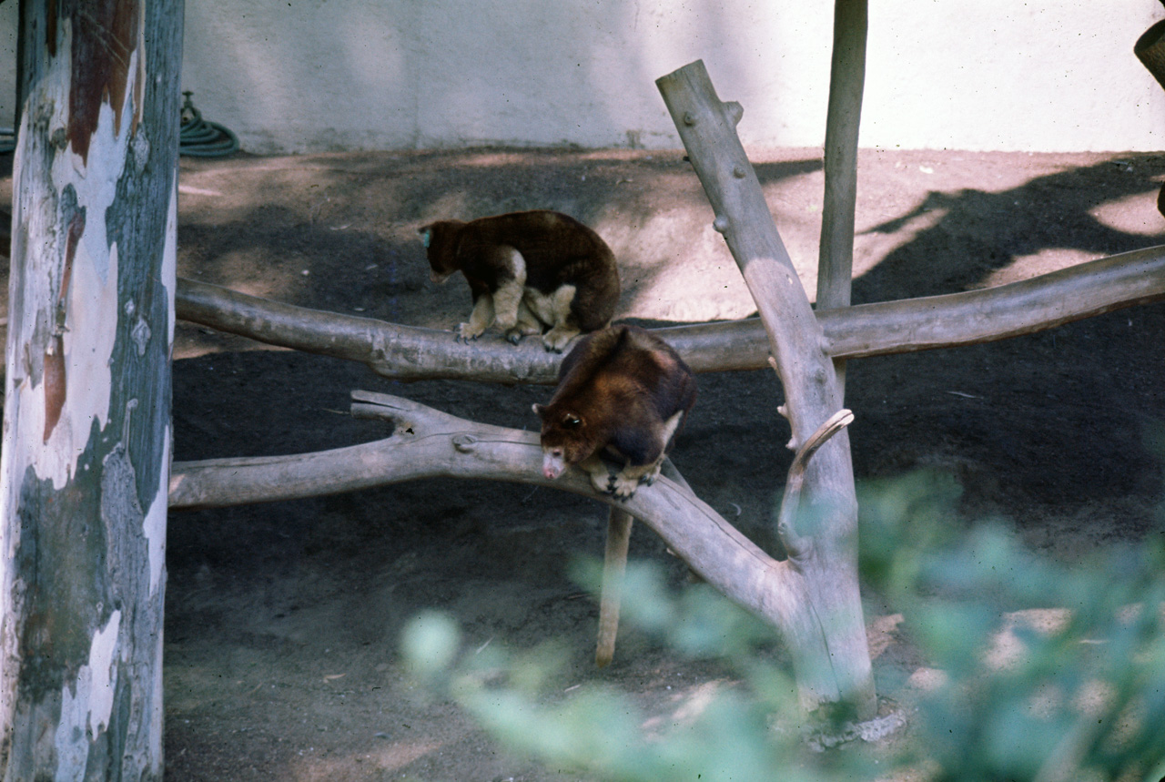 72-10-01, 094, San Deigo Zoo, San Deigo, California