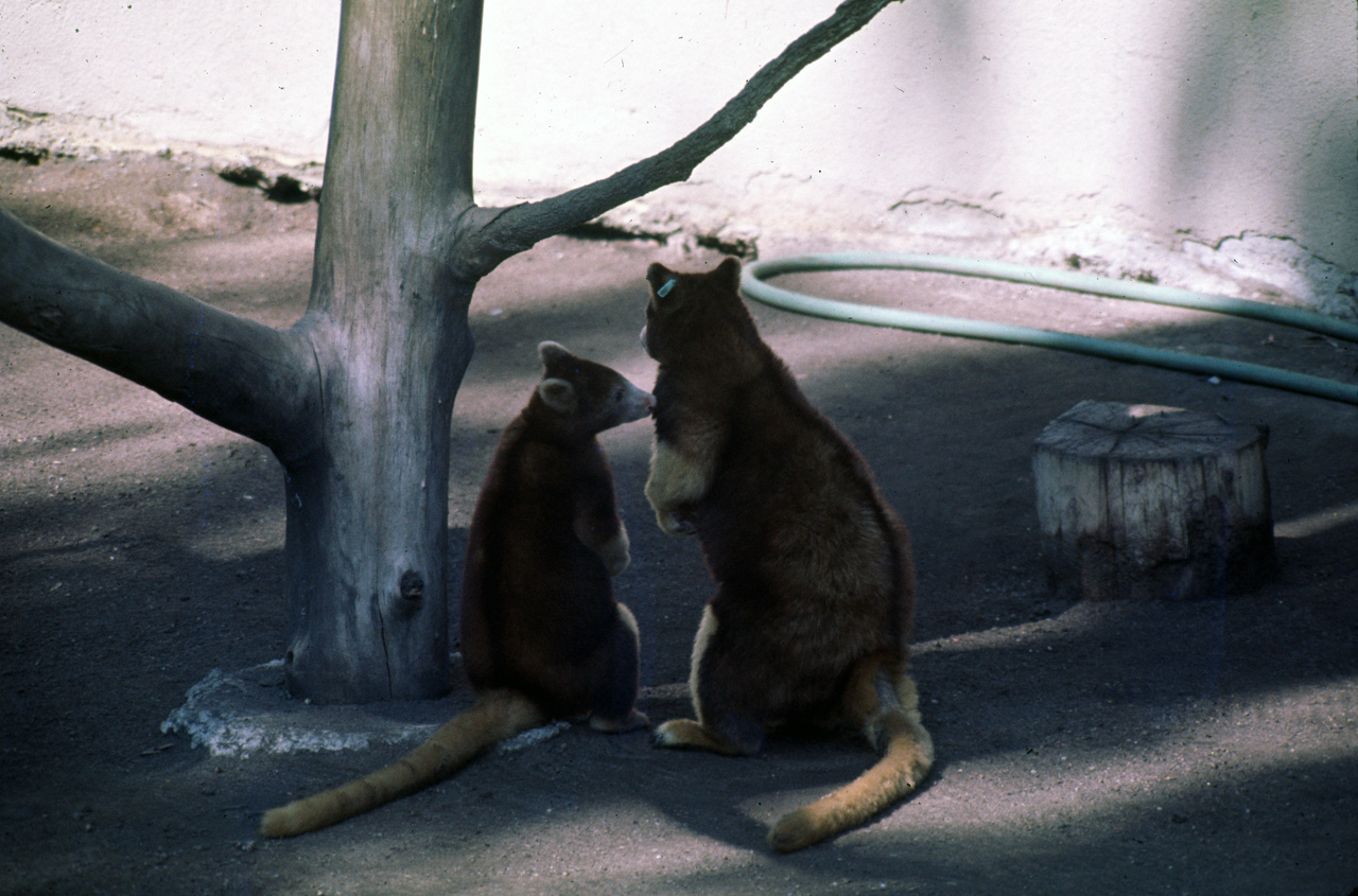 72-10-01, 095, San Deigo Zoo, San Deigo, California