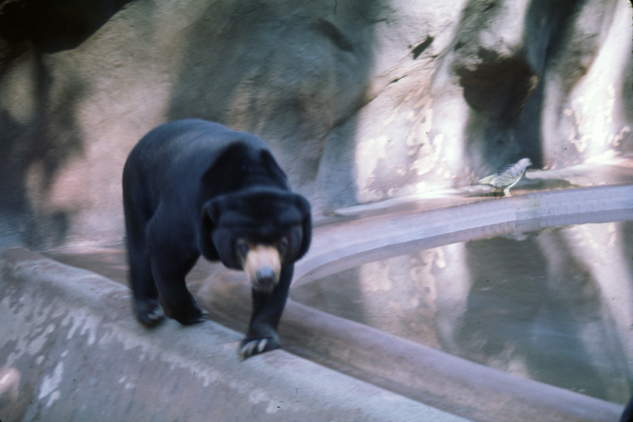 72-10-01, 096, San Deigo Zoo, San Deigo, California