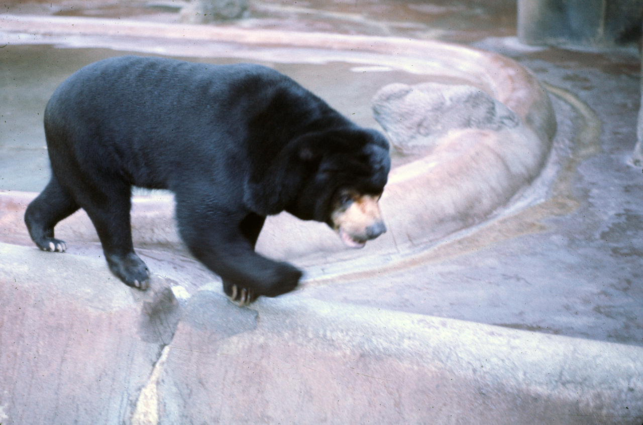 72-10-01, 097, San Deigo Zoo, San Deigo, California