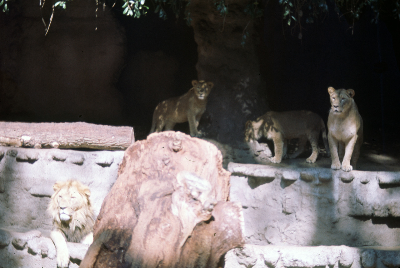 72-10-01, 099, San Deigo Zoo, San Deigo, California