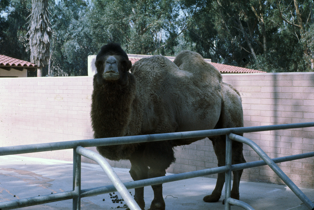 72-10-01, 100, San Deigo Zoo, San Deigo, California