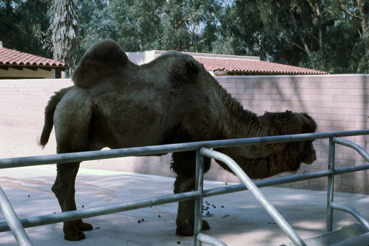 72-10-01, 101, San Deigo Zoo, San Deigo, California