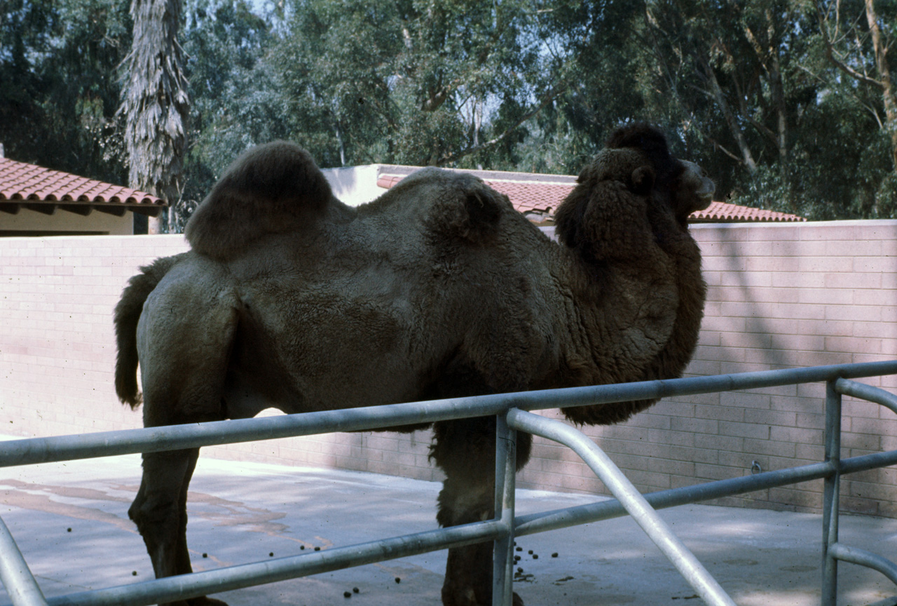 72-10-01, 102, San Deigo Zoo, San Deigo, California