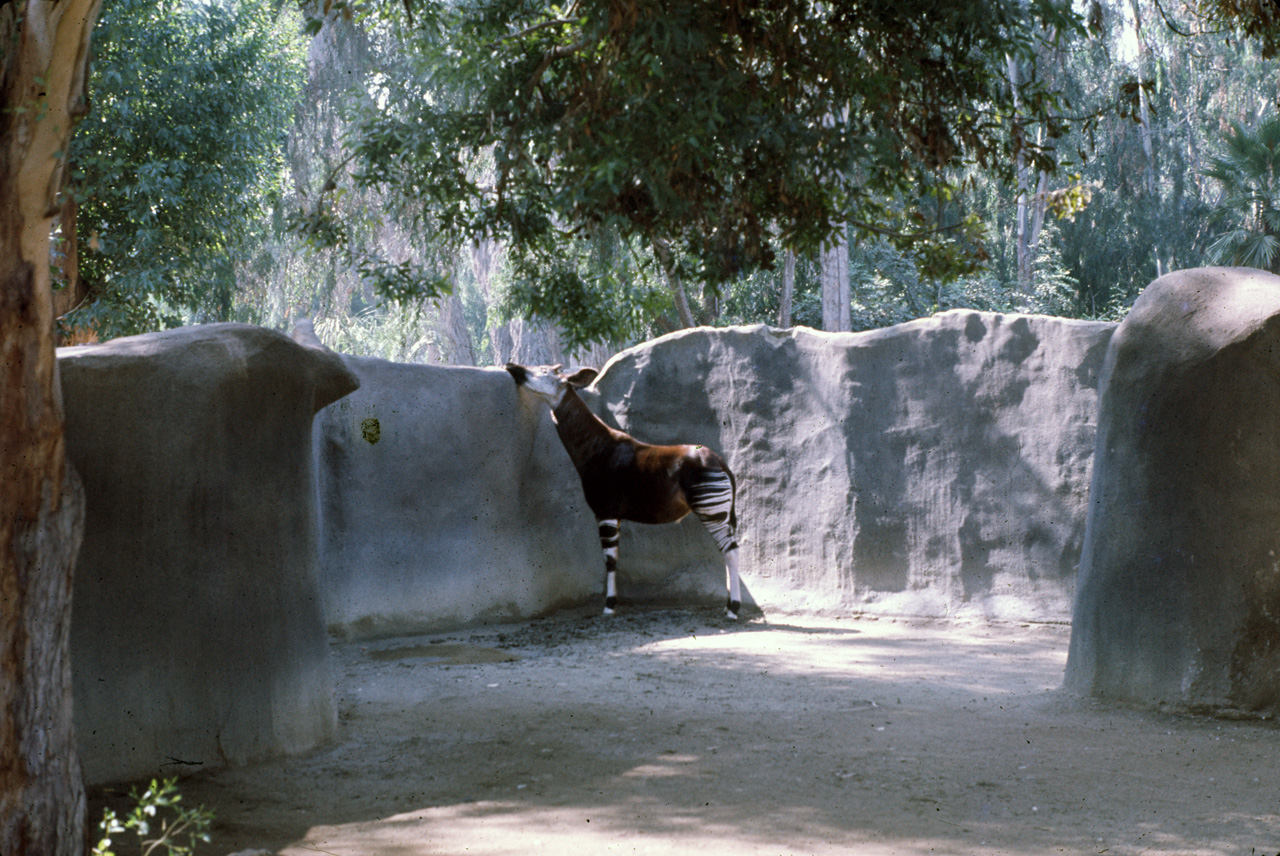 72-10-01, 102a, San Deigo Zoo, San Deigo, California