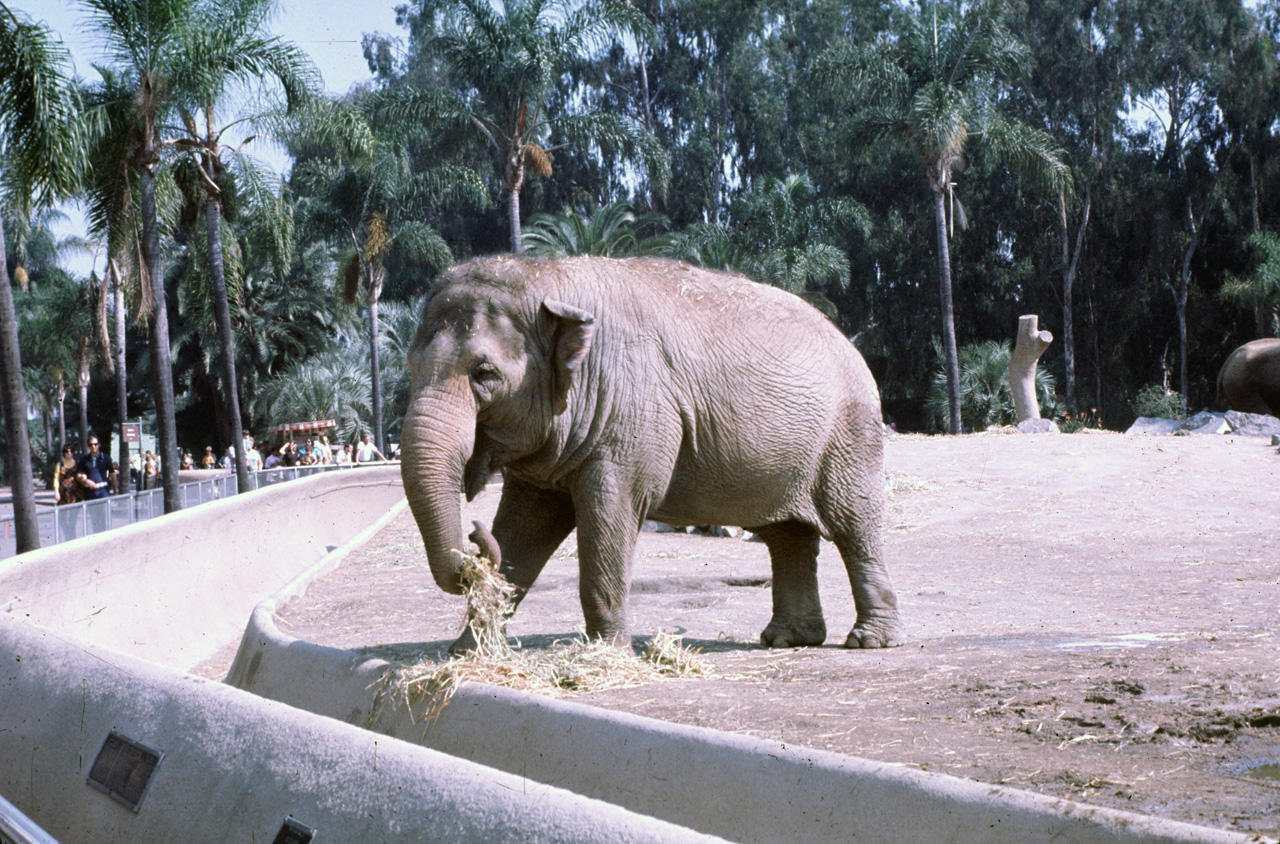 72-10-01, 103, San Deigo Zoo, San Deigo, California