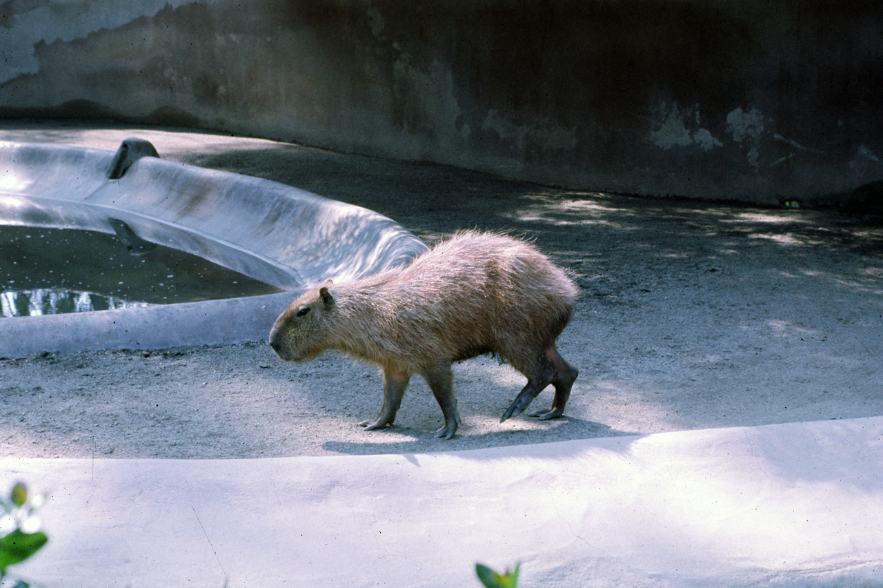 72-10-01, 104, San Deigo Zoo, San Deigo, California