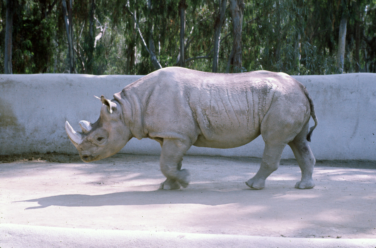 72-10-01, 105, San Deigo Zoo, San Deigo, California