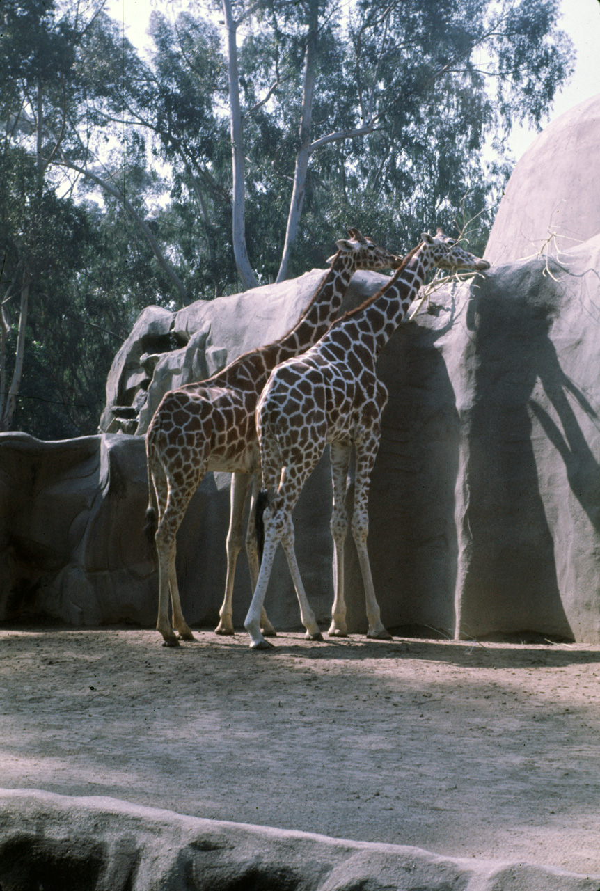 72-10-01, 106, San Deigo Zoo, San Deigo, California