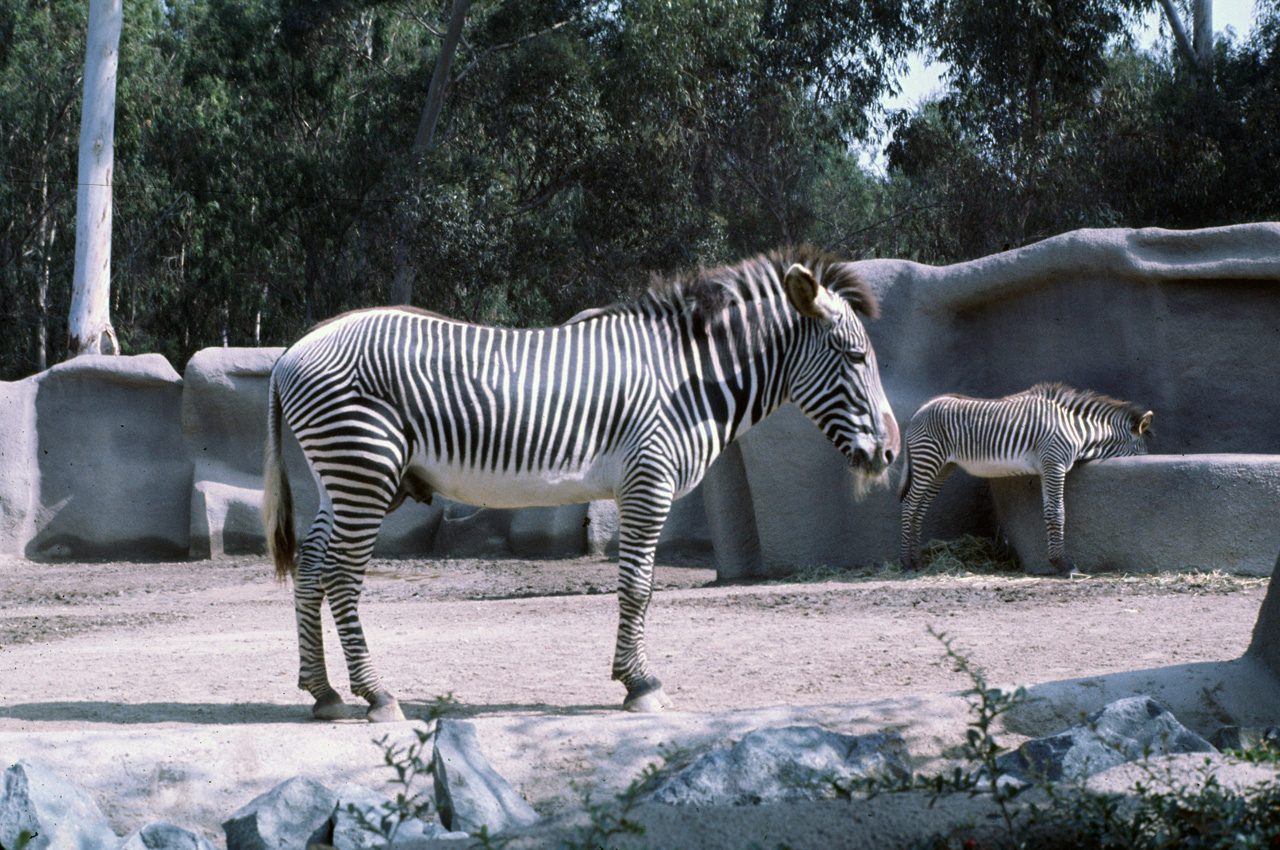 72-10-01, 107, San Deigo Zoo, San Deigo, California