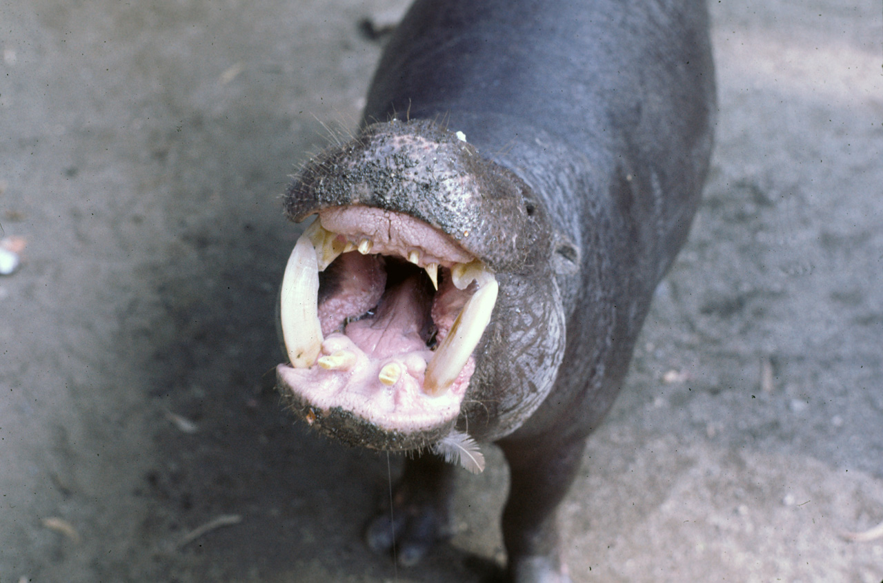 72-10-01, 110, San Deigo Zoo, San Deigo, California