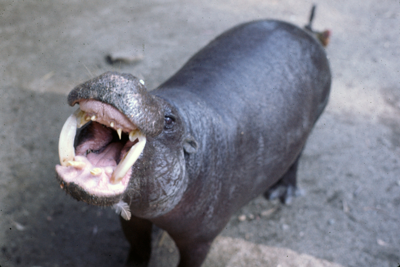 72-10-01, 111, San Deigo Zoo, San Deigo, California