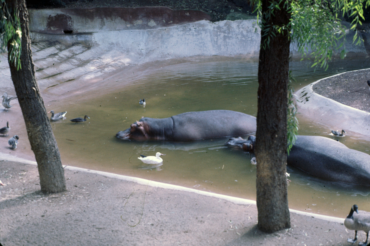 72-10-01, 112, San Deigo Zoo, San Deigo, California