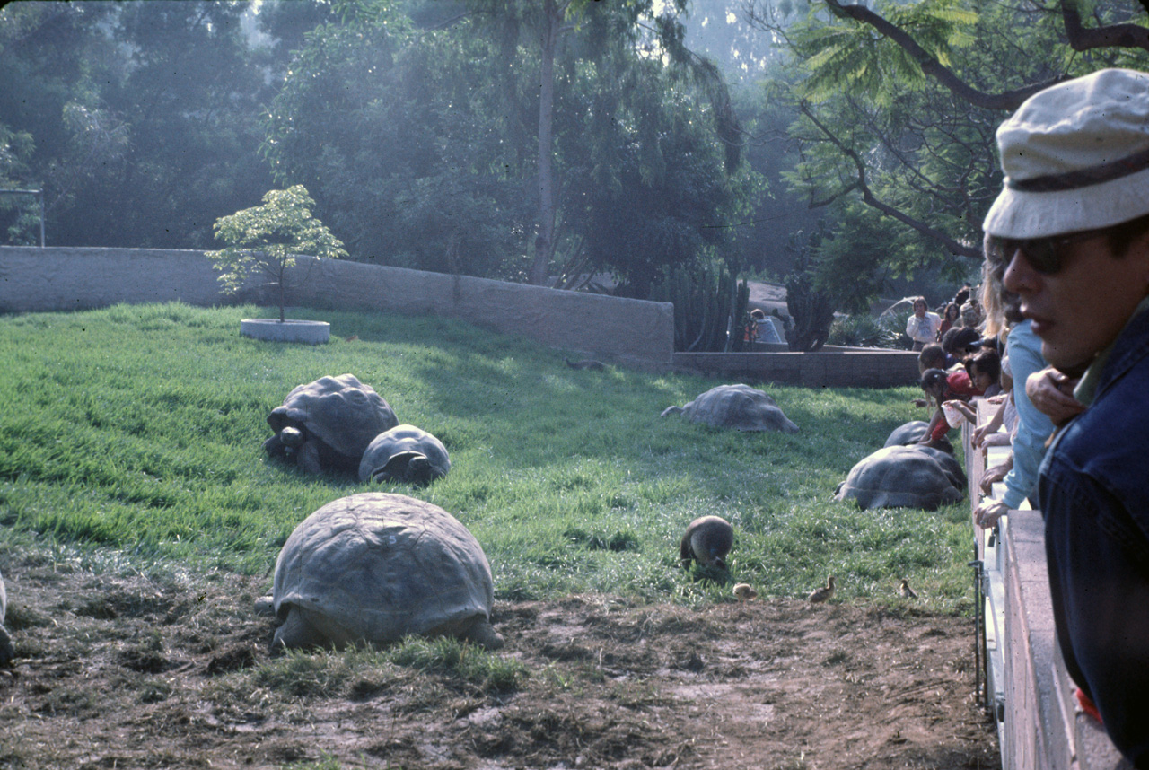 72-10-01, 115, San Deigo Zoo, San Deigo, California