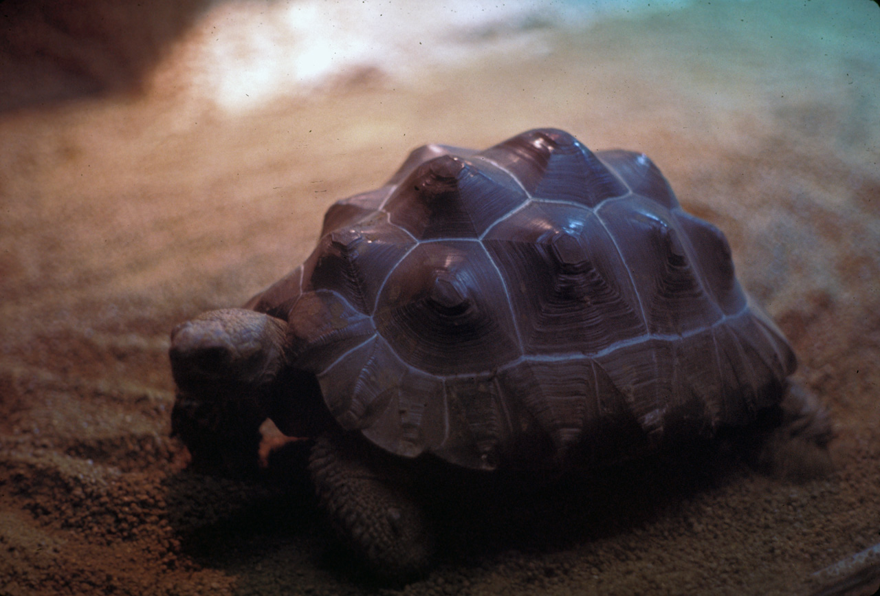 72-10-01, 117, San Deigo Zoo, San Deigo, California