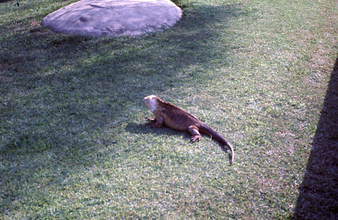 72-10-01, 118, San Deigo Zoo, San Deigo, California