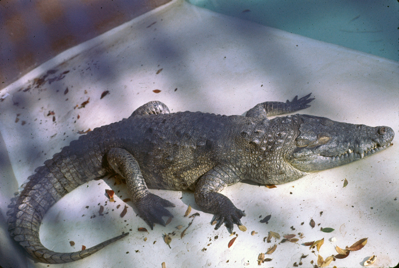 72-10-01, 120, San Deigo Zoo, San Deigo, California