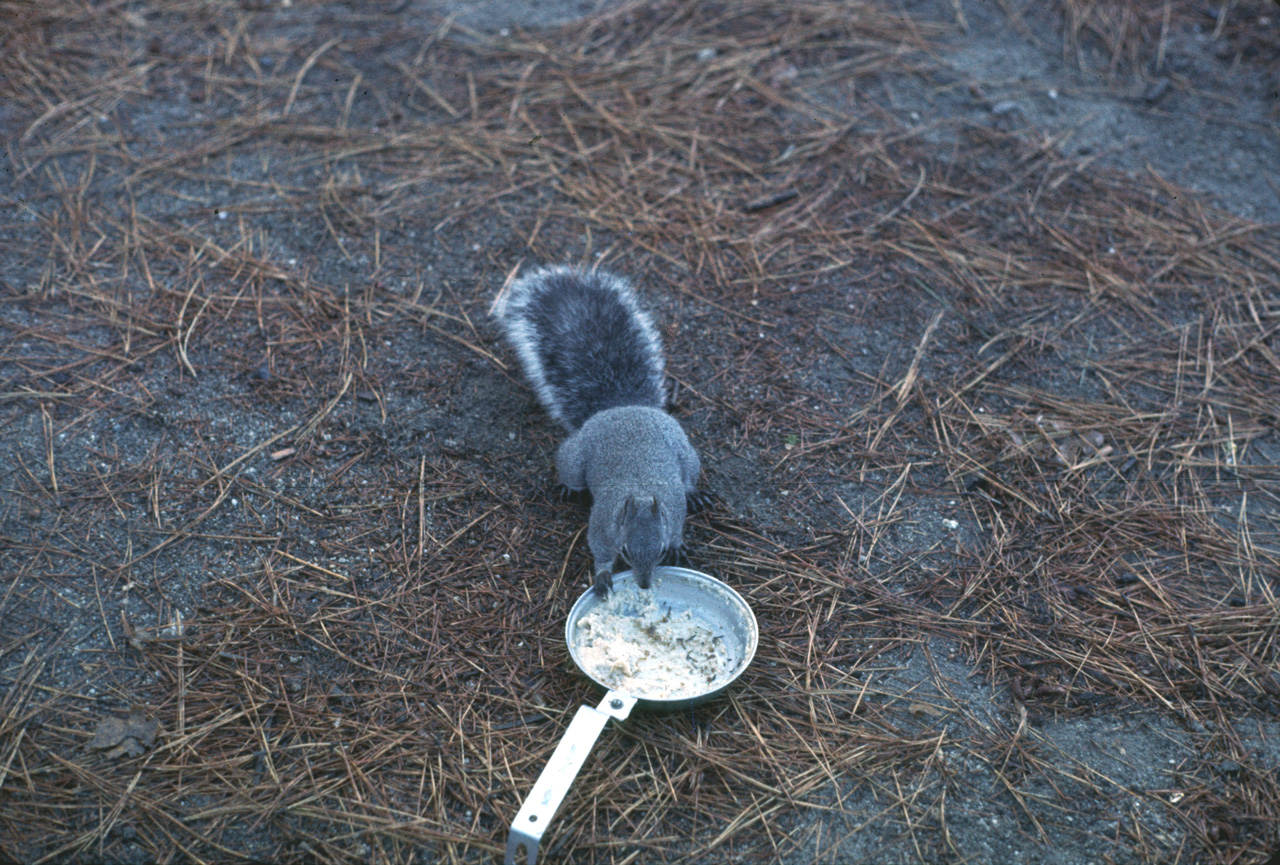 72-10-01, 124, Squirrel Cleaning Dishes, California