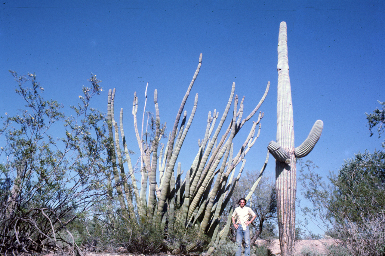 72-11-01, 016, Organ Pipe Cactus National Monument, Arizona