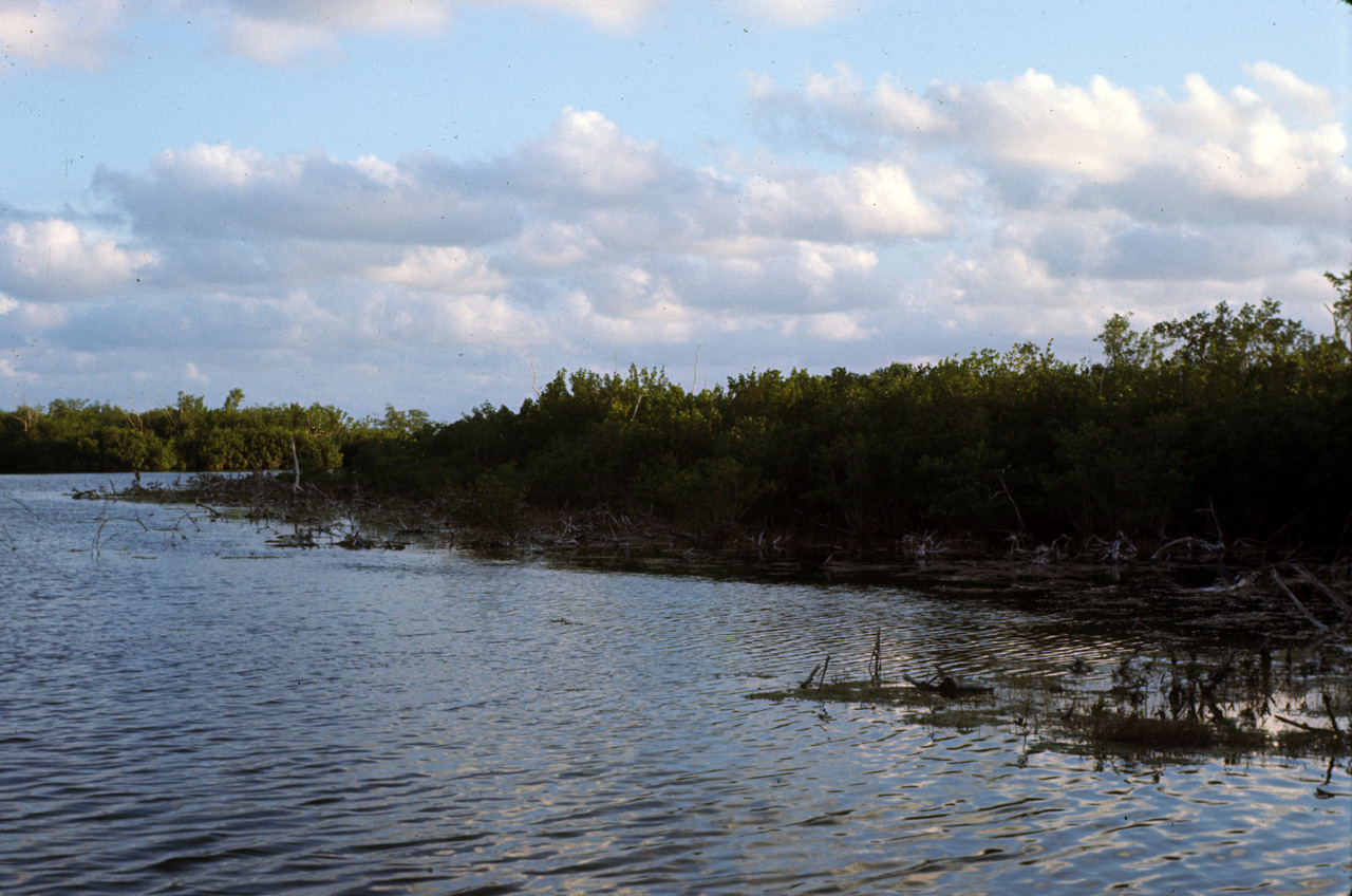 72-11-01, 031, Everglades National Park, Floridia