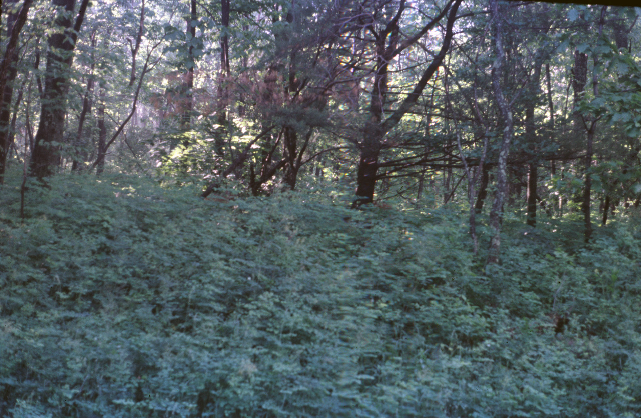 74-06-00, 01, Shenandoah Nat Park, Virginia