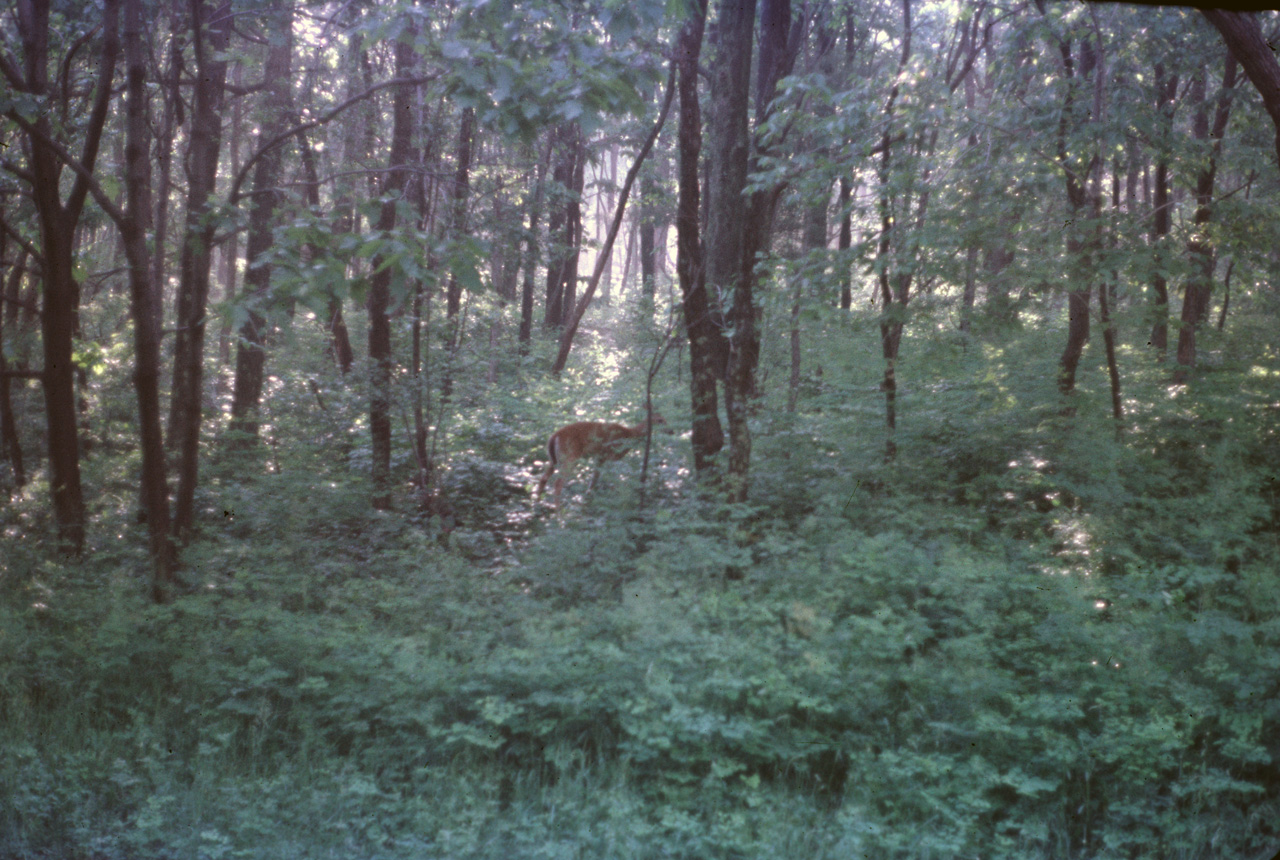 74-06-00, 04, Shenandoah Nat Park, Virginia