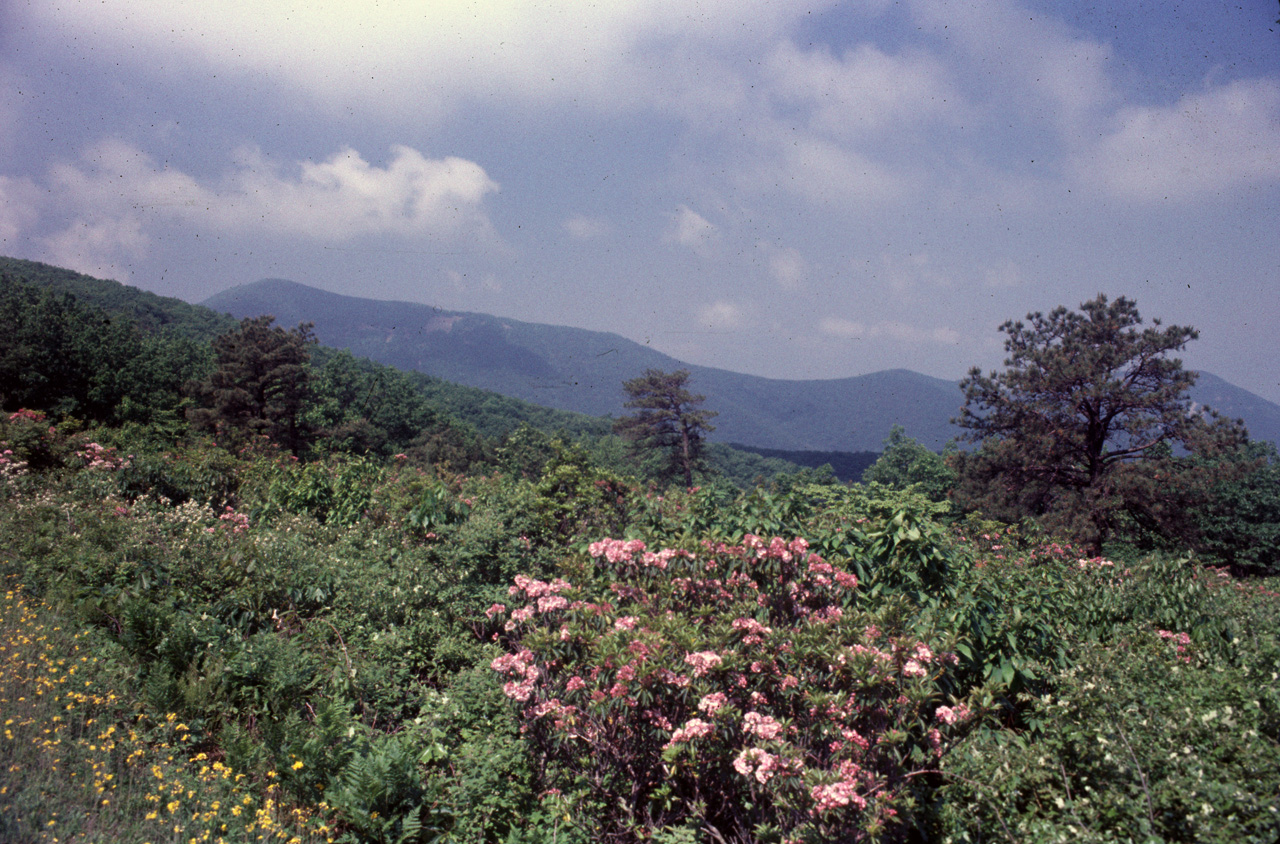 74-06-00, 08, Shenandoah Nat Park, Virginia