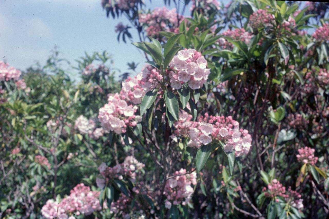 74-06-00, 09, Shenandoah Nat Park, Virginia