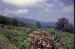 74-06-00, 08, Shenandoah Nat Park, Virginia