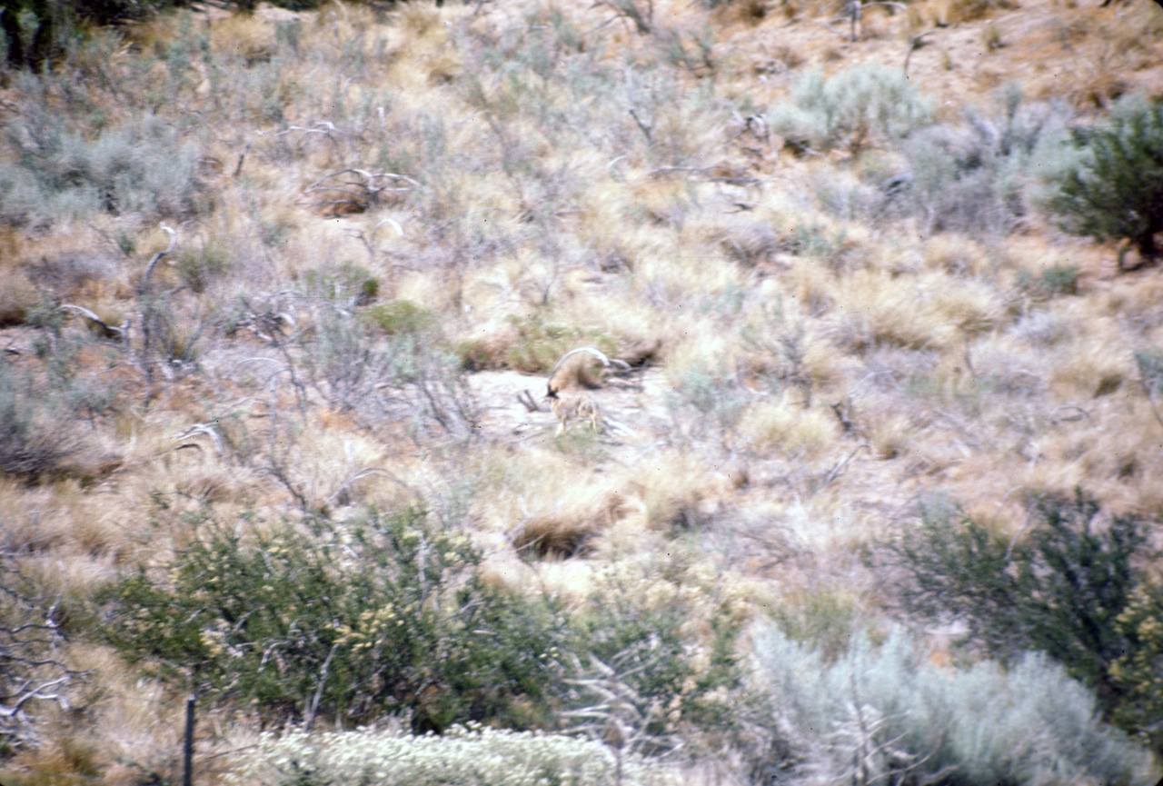 74-06-06, 33, Coyote off side of Rt 15, Calif