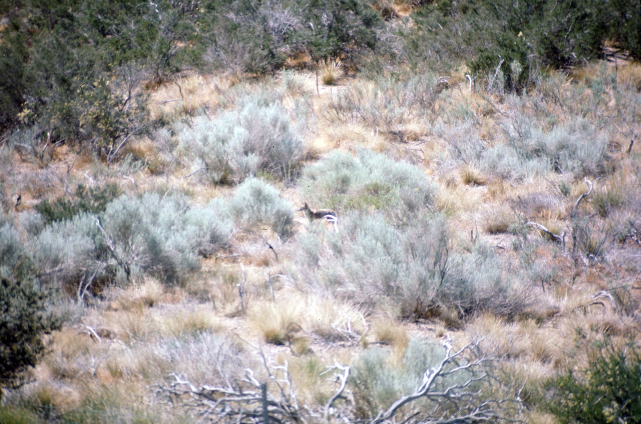 74-06-06, 34, Coyote off side of Rt 15, Calif