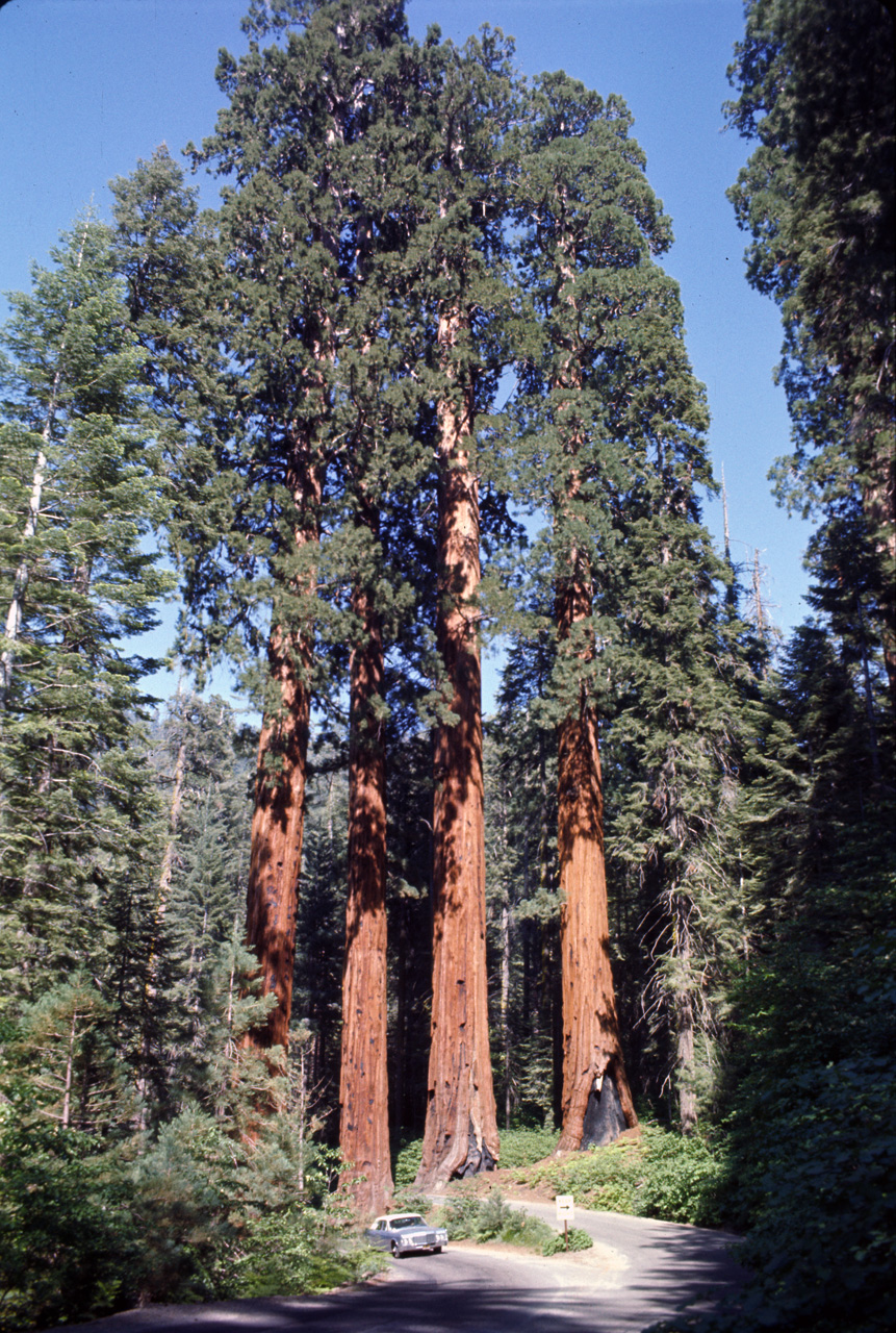 74-06-06, 39, Sequoia Nat Park, Calif