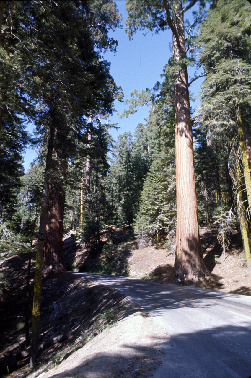 74-06-06, 40, Sequoia Nat Park, Calif